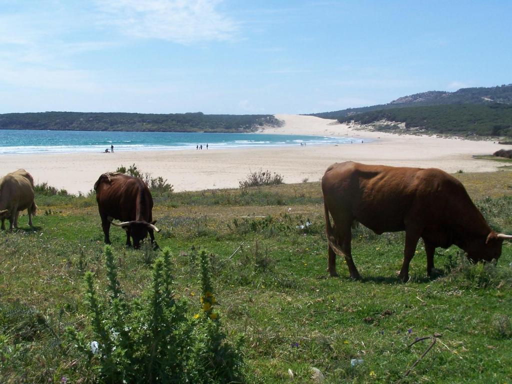 Vivienda Turistica De Alojamiento Rural Silla Vieja Vejer de la Frontera Ngoại thất bức ảnh
